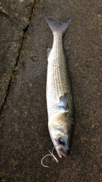 この魚はボラですか それともボラに似た魚ですか 川の下流 Yahoo 知恵袋