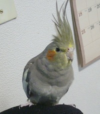 オカメインコのメスはおしゃべりはしませんか 生後8カ月ほどのオカメインコ Yahoo 知恵袋