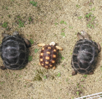 アルダブラゾウガメの沖縄での屋外飼育は可能でしょうか リクガメの中では Yahoo 知恵袋