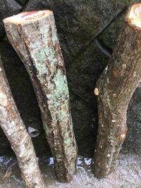 きのこの原木栽培について？。 きのこ栽培に詳しい皆様に質問です。
それでは質問なのですが、昨日、2日前にホームセンターから買ってきたコナラの原木にクリタケやヒラタケやなめこの種駒をドリルで穴を開けたコナラに植えて、日当たりの良いところに置いてジョウロで水を撒きましたら、下記のの画像の様な青カビが発生してしまったのですが、何か重大な異常が発生してしまったのでしょうか？。
それでは大変恐縮ですが...