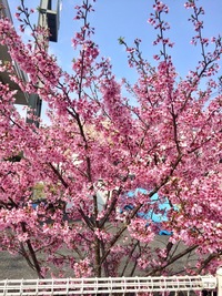 花木の名前を教えて下さい 今の時期ピンク色の筆毛のような花が咲いています Yahoo 知恵袋