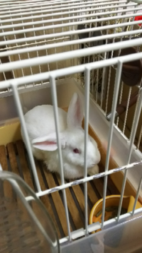 アルビノは体が弱いと聞いたのですが本当ですか うさぎで白 目が赤いのはたくさん Yahoo 知恵袋