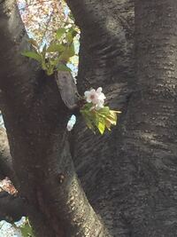 御殿場桜の木について教えて下さいいまうちの庭に御殿場桜を植えています Yahoo 知恵袋