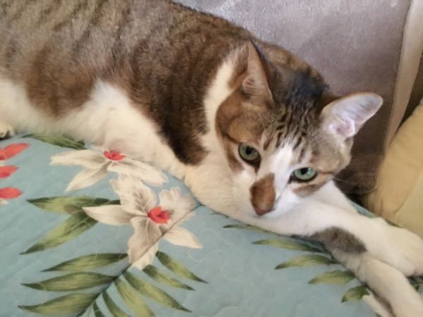 猫の顔が腫れてます！飼っている猫のヒゲが生えてるところから頬 