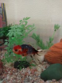 産卵した金魚 今後の注意点を教えてください 2日前に購入した金魚 らんちゅう Yahoo 知恵袋