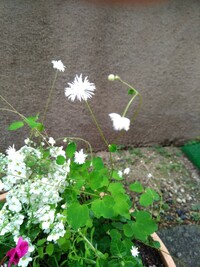 この花の名前を教えてください 背の高い白い小さな花です 冬の寒さ Yahoo 知恵袋