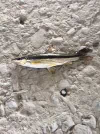 この魚は何という名前の魚でしょうか 川の中流でミミズ餌で釣れまし Yahoo 知恵袋