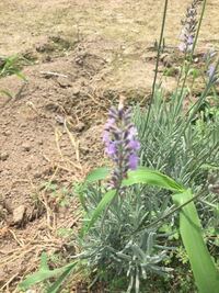 この花の名前を知りたいです ラベンダーに似てると思ったので Yahoo 知恵袋