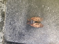 蝉がベランダに入ってきて死ぬことが多く処理が大変で困ってます 死にかけ Yahoo 知恵袋