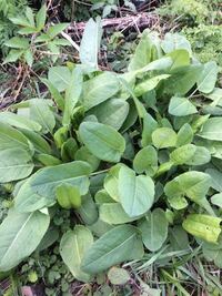 これはなんと言う植物ですか 食べられますか ギシギシ属の一 Yahoo 知恵袋