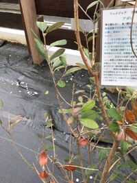 生垣の作り方 植木の剪定 について教えてください フェイジョアを50cm間隔 Yahoo 知恵袋