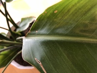 観葉植物 オーガスタ の大きな葉が破れてきます どうしたら葉が破 Yahoo 知恵袋