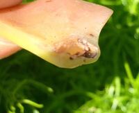 ゼオライトとミリオンaはどちらも根腐れ防止剤で合ってますか セラミスやハイ Yahoo 知恵袋