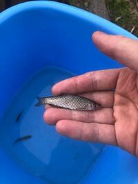 淡水魚のクチボソ モツゴ ってどうやっていつどこに卵生むんですか また Yahoo 知恵袋