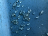 メダカを飼っている鉢の中に写真のような透明のゼリー状のものを見つけ Yahoo 知恵袋