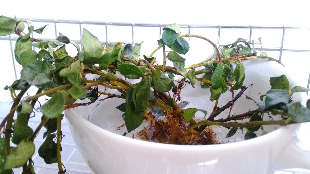 抜き苗で届いた、つる性ガジュマルを届いた当日に鉢に植え、水をあげた