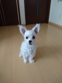 チワワを飼ってます 今日 オシャレなお店で犬用の可愛いリボン Yahoo 知恵袋