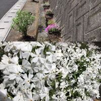 道路脇の植え込みに咲いたこの白い花はなんという花でしょうか Yahoo 知恵袋