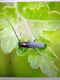 この虫は何ですか 駆除するには どうしたら良いですか 菊の新芽を食べられて Yahoo 知恵袋