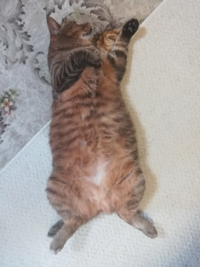 キジトラ猫ちゃん サビ猫ちゃん 黒猫ちゃんは 目が丸いコが多い Yahoo 知恵袋