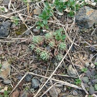 この植物の名前がわかる方いらっしゃいますか 多肉植物っぽいんで Yahoo 知恵袋