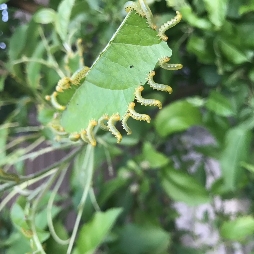 庭のリンゴの木に大量の虫がついてます。退治するには1つづつ摘んで