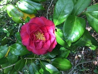 娘に椿と言う名前何で椿なんだと言われてしまいました 椿は花が首から落ち Yahoo 知恵袋