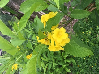 この黄色の釣鐘型の花の名前を教えてください キンレイジュ Yahoo 知恵袋