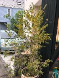 ブラシの木が枯れてきました 庭に植えて8年になるブラシの Yahoo 知恵袋