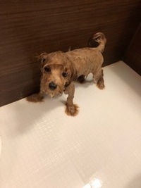 チワプーの成犬時の体重について現在4ヶ月のチワプーを飼っていま Yahoo 知恵袋