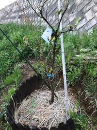 みかんの木に花芽がポツポツ出てきたのですがこのタイミングで花芽のない枝を剪定 Yahoo 知恵袋