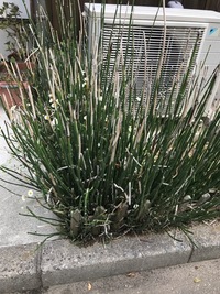 小さい竹のような植物で生垣などによく使われているこの写真の植物の Yahoo 知恵袋