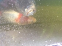 ヘラブナと金魚を混合して水槽に入れとけば 産卵した場合金魚とヘラブナ Yahoo 知恵袋