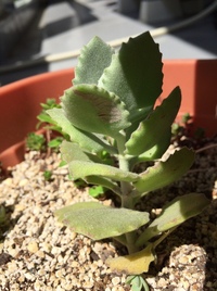 多肉植物カランコエの調子が悪いです 3月くらいに植え替えたのですが 4月中 Yahoo 知恵袋