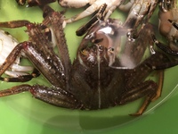 釣りにいったのですが こんな蟹が釣れました たべられるのでしょう Yahoo 知恵袋
