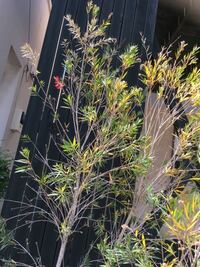 こんにちは 庭にあるブラシの木 カリステモン なのですが すくすくと成長し Yahoo 知恵袋