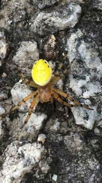 この黄色の蜘蛛は何という蜘蛛ですか 刺された際にかなりチクッとし Yahoo 知恵袋
