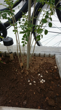 シマトネリコの株立ちを植えていますが、１本だけ幹が太くなっていき 