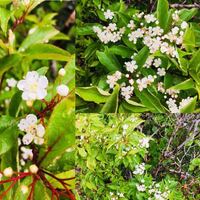 この白い5枚花弁の花は何という花でしょうか ピンクの雄しべ雌しべ Yahoo 知恵袋