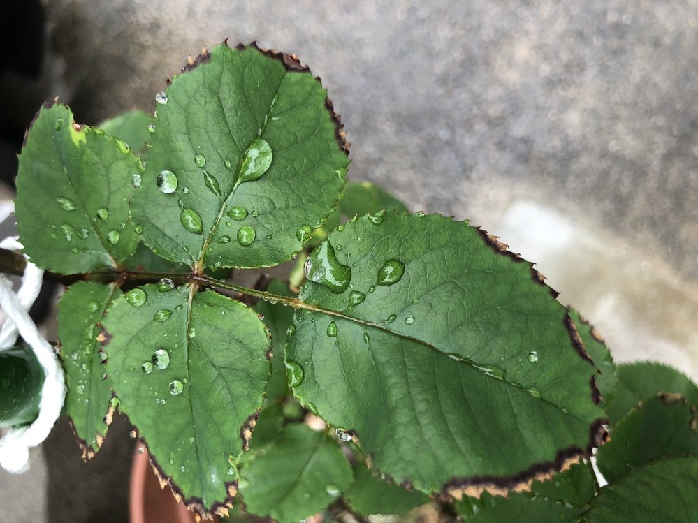 バラの病気についてバラの葉っぱの周囲が枯れてきているような状態になっていま Yahoo 知恵袋