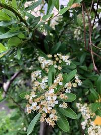 この植物は何でしょうか まるで有刺鉄線のようなトゲを持っています よ Yahoo 知恵袋