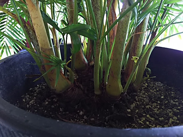 アレカヤシの植え替えをしようと思っています。
植え替えの際に株の整理をした方がいいのか迷っています。
室内で置場所がなく床から少し高い所に置いていて日照不足なのか葉が広がります。 今年は曇りの日から外に出して慣らしていこうかなと考えています。

また株の整理をする際の手順など教えていただきたいです！