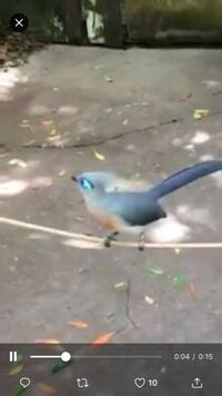 この青い鳥の名前はなんですか カンムリジカッコウという世界の鳥です Yahoo 知恵袋