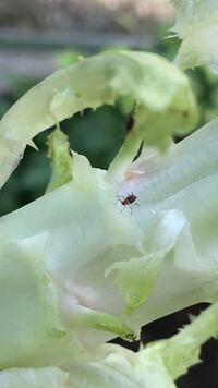 大量にサニーレタスについていた虫です 何という虫ですか Yahoo 知恵袋