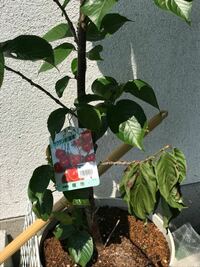 こちら九州北部です 暖地桜桃について 今年ホームセンターで鉢植えの満 Yahoo 知恵袋