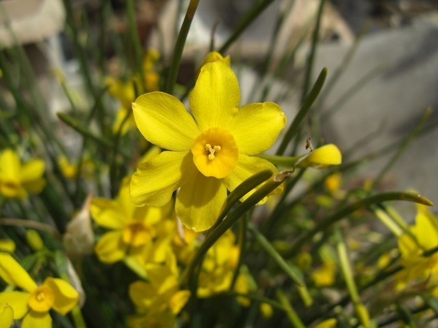 この花の名前なのですが ネットで調べてみると 糸水仙 匂い水仙 黄水仙 Yahoo 知恵袋