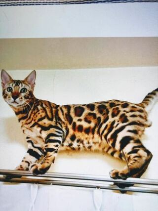 これは ベンガル猫ですが これくらいヒョウ柄にちかいと100万円くらいでも Yahoo 知恵袋