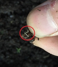 腐葉土の中に太さ1mm 長さ5mm程度の白い虫が大量に発生しました Yahoo 知恵袋