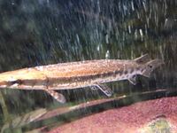 少し前にはナイルパーチが そして今年は ４月１日から ガーパ Yahoo 知恵袋