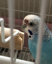 インコの怪我 ペットのセキセイインコが犬に噛まれて怪我をしまし Yahoo 知恵袋